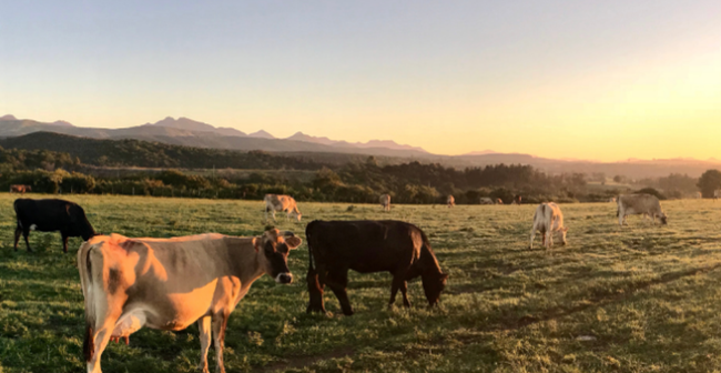 Les indispensables pour votre mise à l'herbe